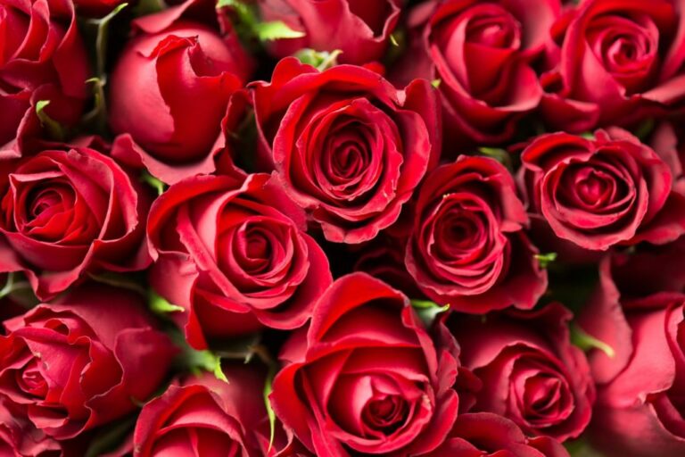 80 frases de rosas hermosas para inspirarte