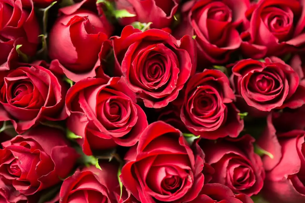80 hermosas frases sobre las rosas ideales para enamorar a tu pareja